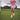 Woman in pink shirt and floral skirt jumping on a golf course
